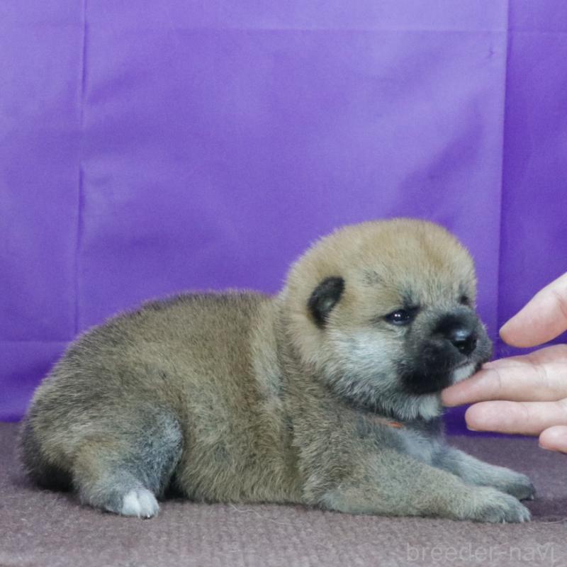 販売中の愛知県の柴犬-412184の3枚目